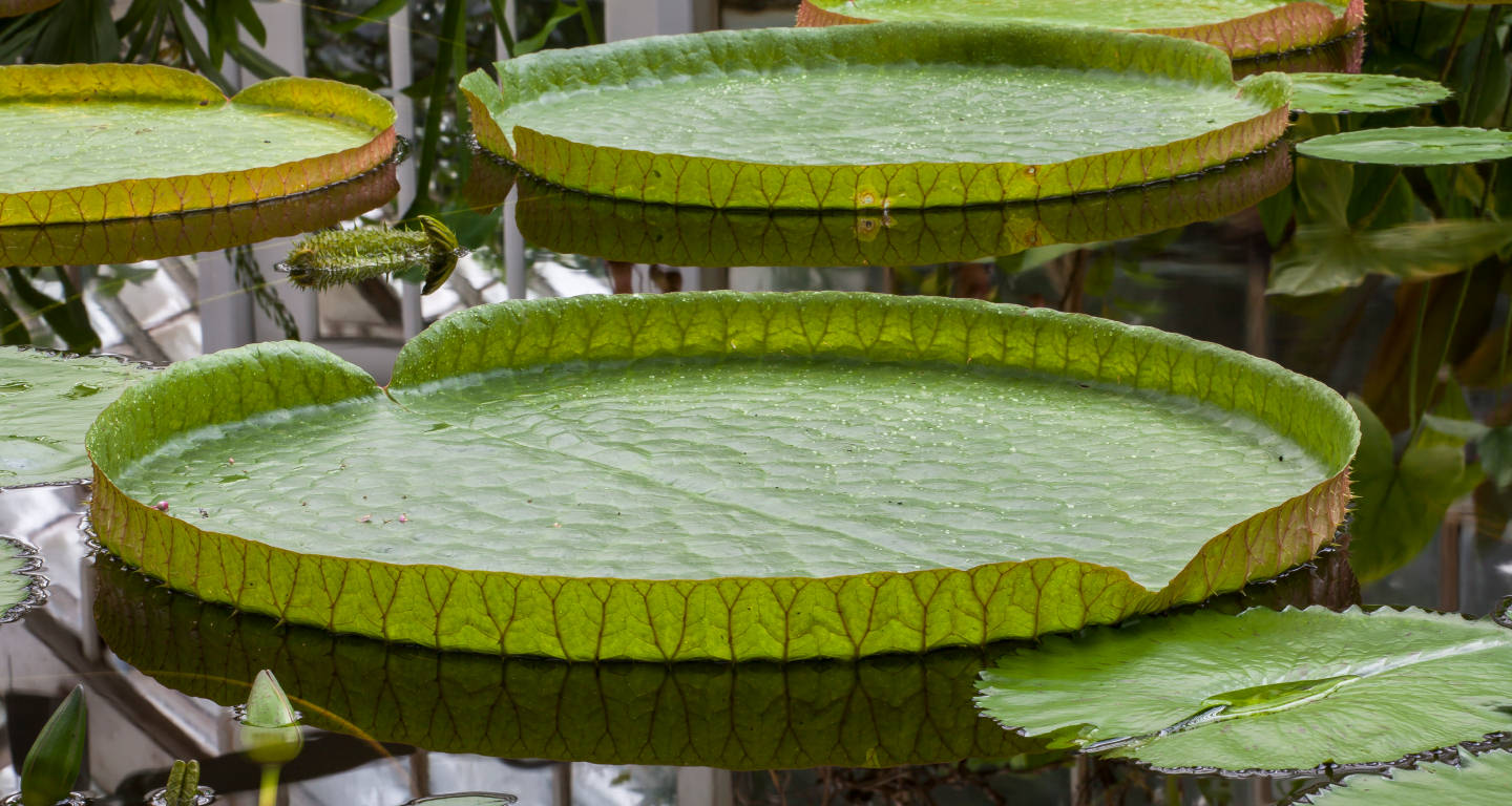 Image for: Iconic Giant Water Lilies Bloom at the Conservatory of Flowers