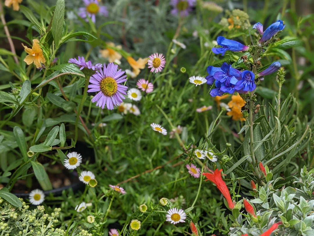 Image for: Monthly Plant Sales at San Francisco Botanical Garden