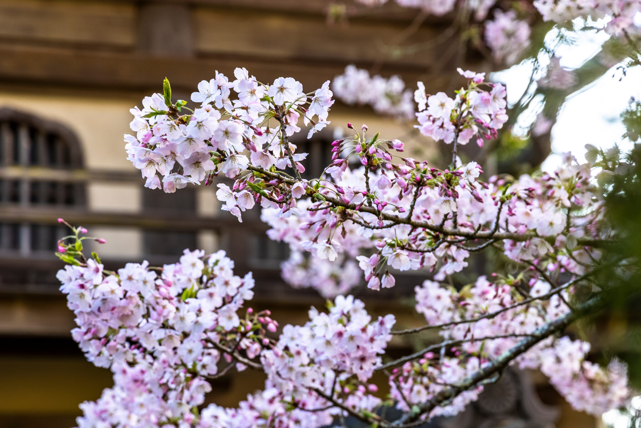 Image for: Cherry Blossoms at the Japanese Tea Garden