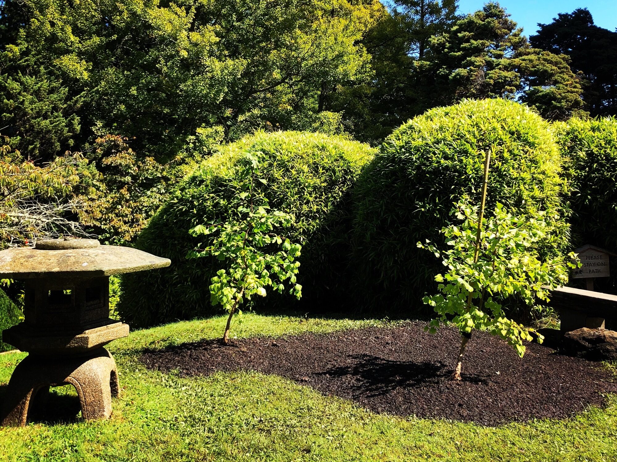 Image for: Ginkgo ‘Survivor Trees’ at the Japanese Tea Garden